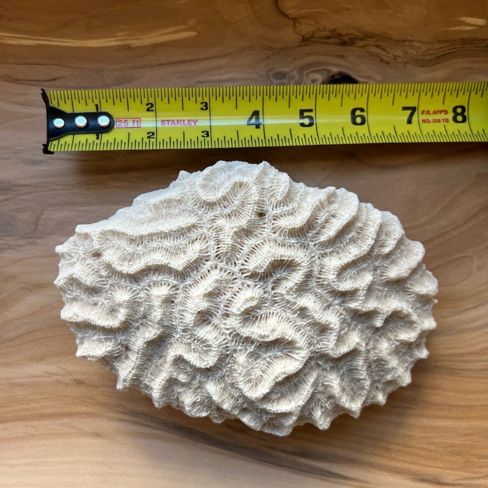 Natural White Brain Coral Specimen Beach Coastal Home Decor 7” - Picture 4 of 4